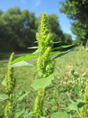 Amaranthus hybridus