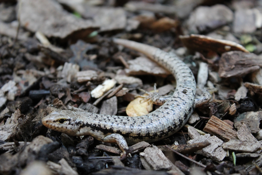 Bar-Sided Forest-Skink