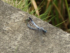 Orthetrum albistylum