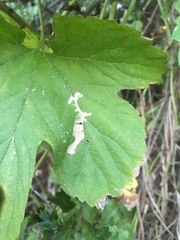 Cnephasia incertana