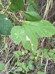 Cnephasia incertana