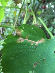 Cnephasia incertana