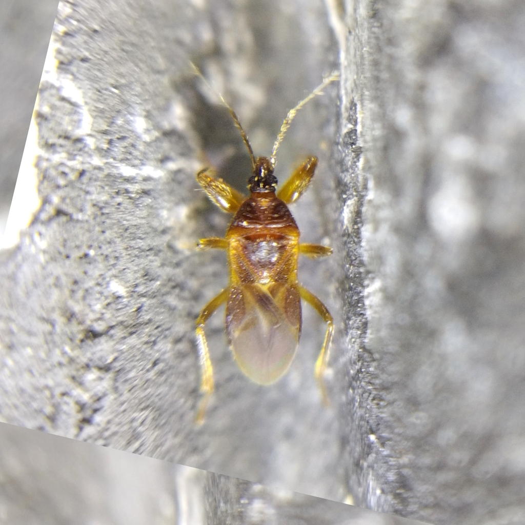 Aphelonotinae
