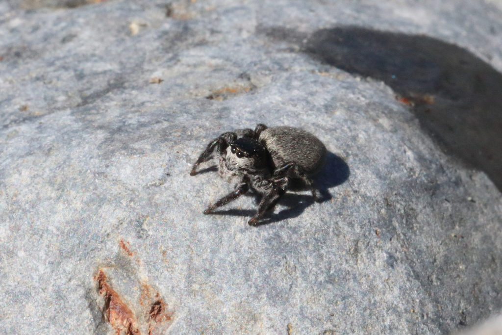 Seashore Jumper
