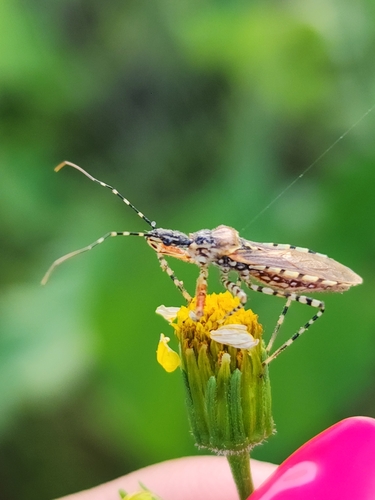 Cosmoclopius nigroannulatus photo 4