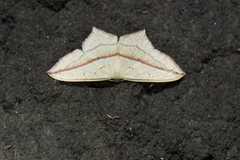 Timandra synthaca