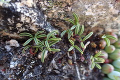 Oxalis stokoei