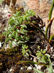 Oxalis stokoei