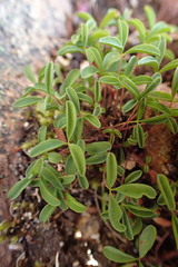 Oxalis stokoei
