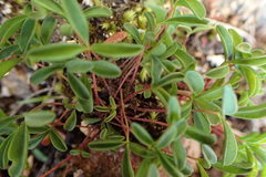 Oxalis stokoei