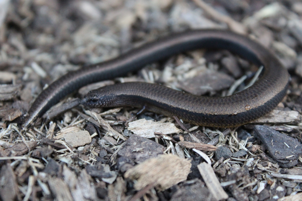 Three-Toed Skink