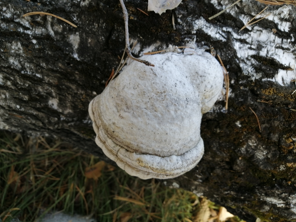Fomes fomentarius · March 2023 · photo: © ro_ko (iNaturalist, cc-by)