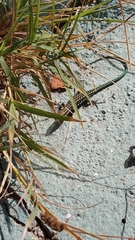 Anatololacerta anatolica