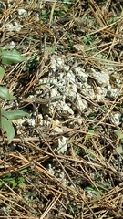 Anatololacerta anatolica