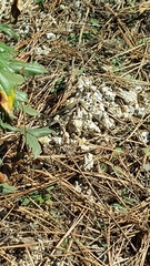 Anatololacerta anatolica