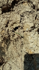 Anatololacerta anatolica