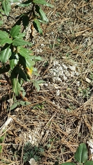 Anatololacerta anatolica