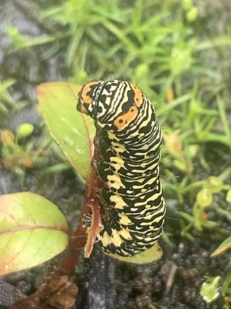 Willowherb Daymoth from DandenongHastings Rd, Somerville, VIC, AU on