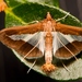 Cucumberworm Moth - Photo (c) Royal Tyler, some rights reserved (CC BY-NC-SA), uploaded by Royal Tyler
