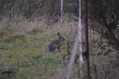 Oryctolagus cuniculus