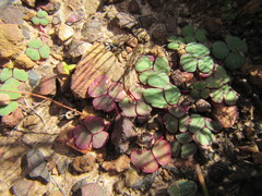 Oxalis commutata