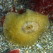 Two Spotted Keyhole Limpet - Photo (c) Donna Pomeroy, some rights reserved (CC BY-NC), uploaded by Donna Pomeroy