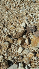 Calliptamus barbarus