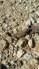 Calliptamus barbarus