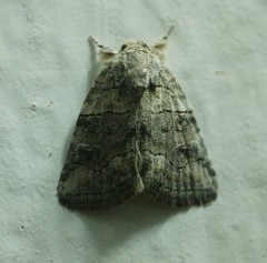 Bryophila rectilinea