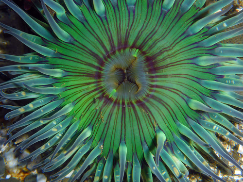 Sunburst Anemone, photo 3 of 8