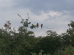 Merops lafresnayii