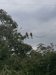 Merops lafresnayii