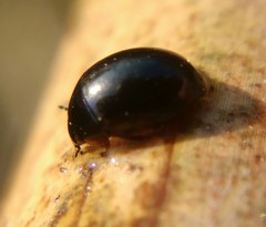 Coelostoma orbiculare