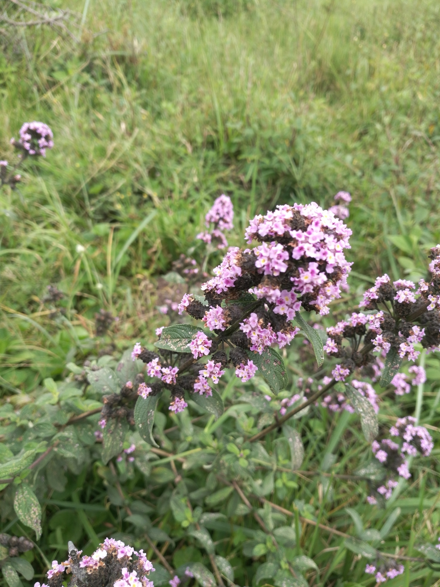 Koseret (Lippia abyssinica)