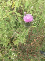 Asteraceae