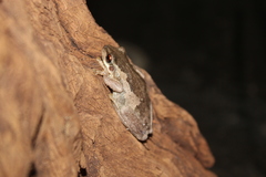 Litoria quiritatus