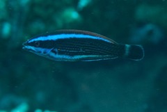 Pseudodax moluccanus