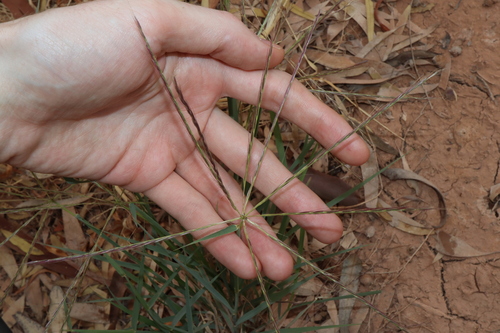 Image of Enteropogon acicularis by (c) Thomas Mesaglio, some rights reserved (CC BY)