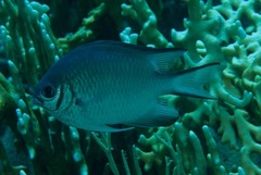 Amblyglyphidodon indicus