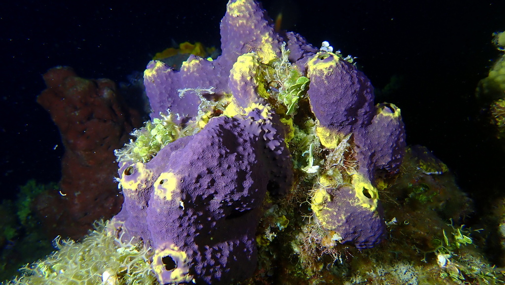 Branching Tube Sponge