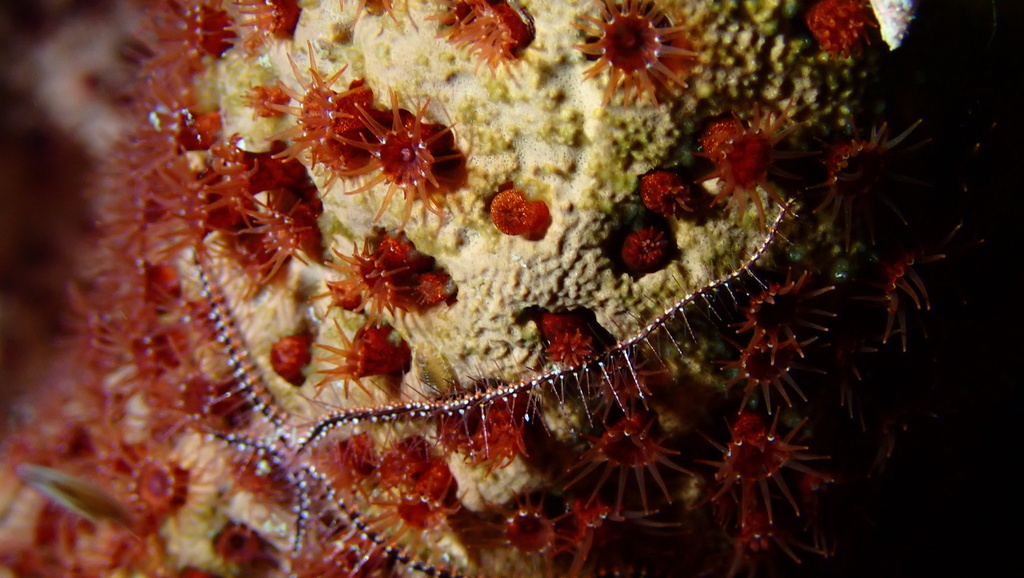 Maroon Sponge Zoanthid