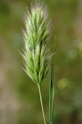 Bromus scoparius L.
