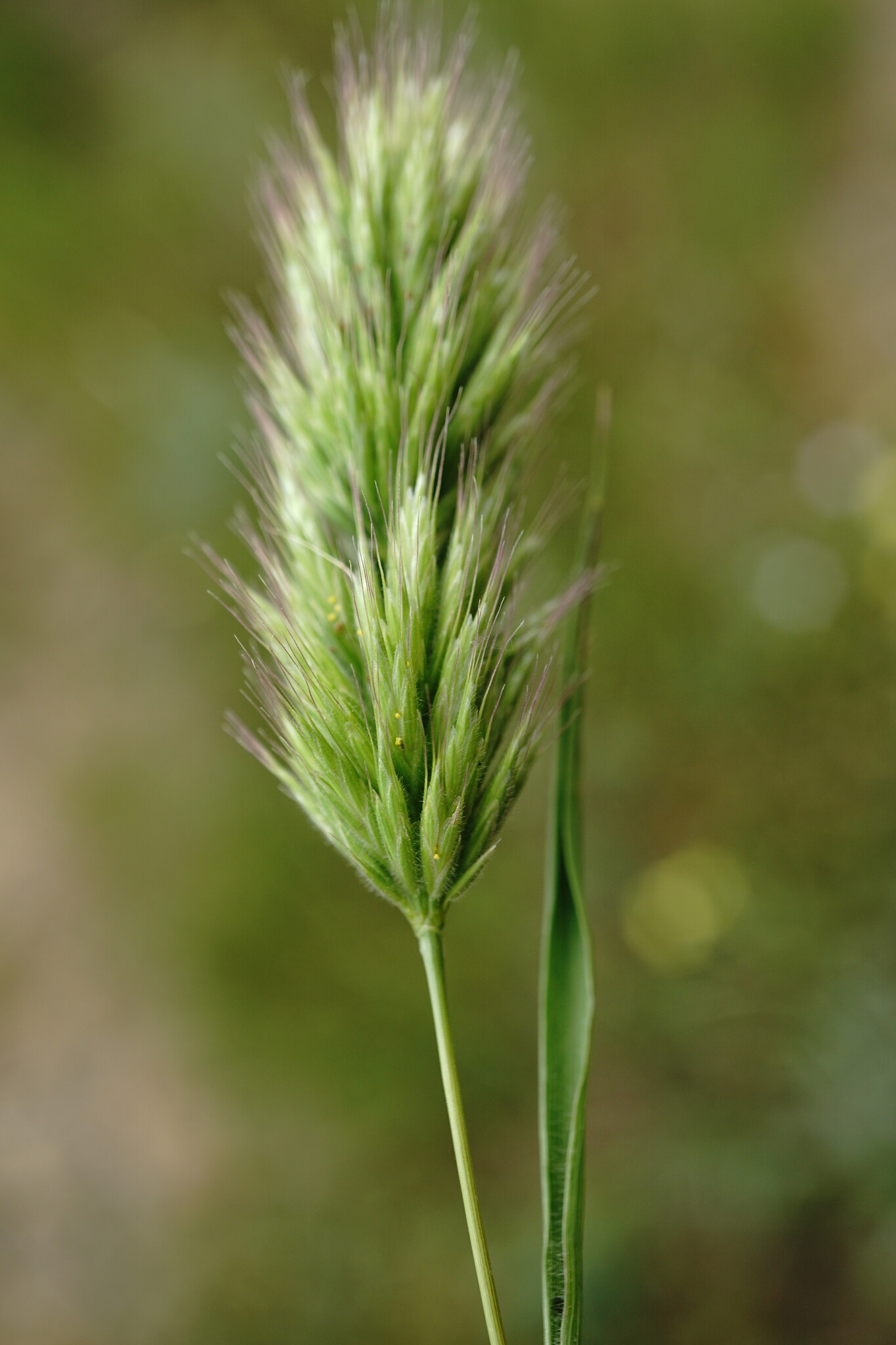 Bromus scoparius