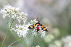 Euchromia elegantissima