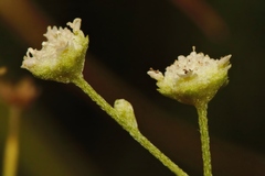 Parthenium hysterophorus image