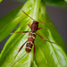 Red-headed Ash Borer - Photo (c) Justin Williams, some rights reserved (CC BY), uploaded by Justin Williams