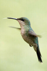 Violet-Capped Woodnymph photo 3