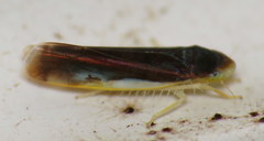 Eupteryx nigra