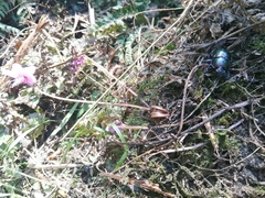 Trypocopris vernalis