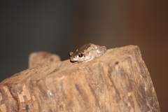 Litoria quiritatus